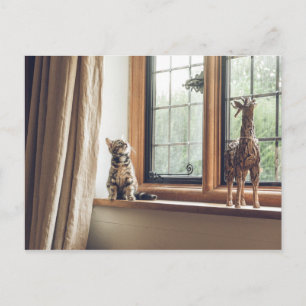 Carte Postale Combien coûte ce Kitty dans la fenêtre ?