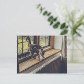 Carte Postale Combien coûte ce Kitty dans la fenêtre ? (Debout devant)