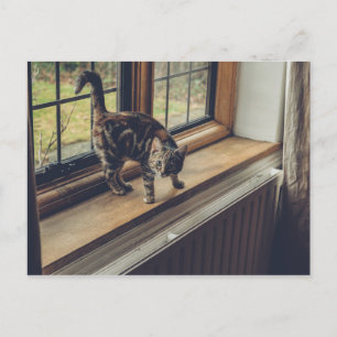 Carte Postale Combien coûte ce Kitty dans la fenêtre ?