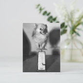 Carte Postale Combien Peser ? (Debout devant)