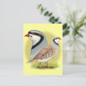 Carte Postale Combo de perdrix de Chukar (Debout devant)