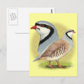 Carte Postale Combo de perdrix de Chukar (Devant / Derrière)
