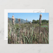 carte postale comestible (Devant / Derrière)