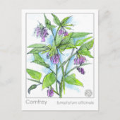 Carte Postale Comfrey Materia Medica Herbal Study Plante Card (Devant)