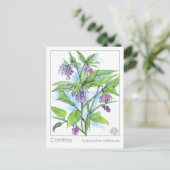 Carte Postale Comfrey Materia Medica Herbal Study Plante Card (Debout devant)