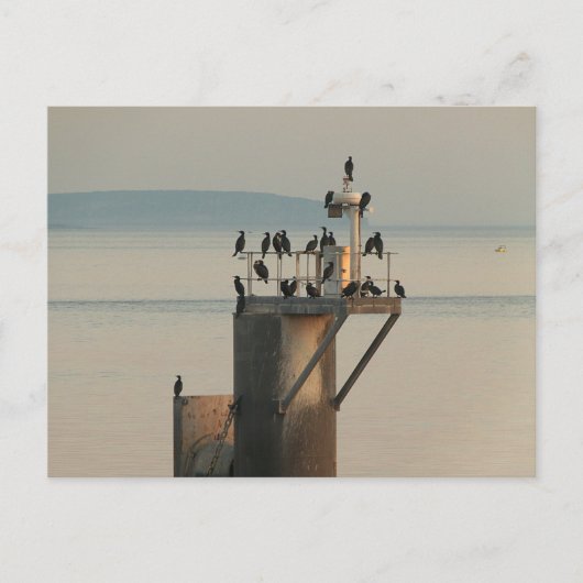 Carte Postale Commande de vérification (Devant)