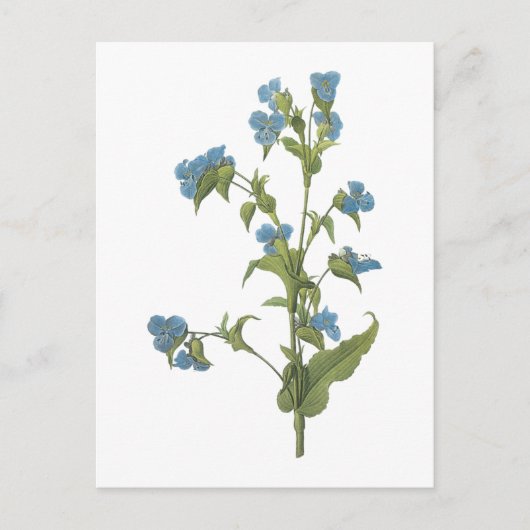 Carte Postale commelina (tuberosa de Commelina) par Redouté (Devant)
