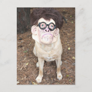 Carte Postale Comment aimes-tu mon costume ?