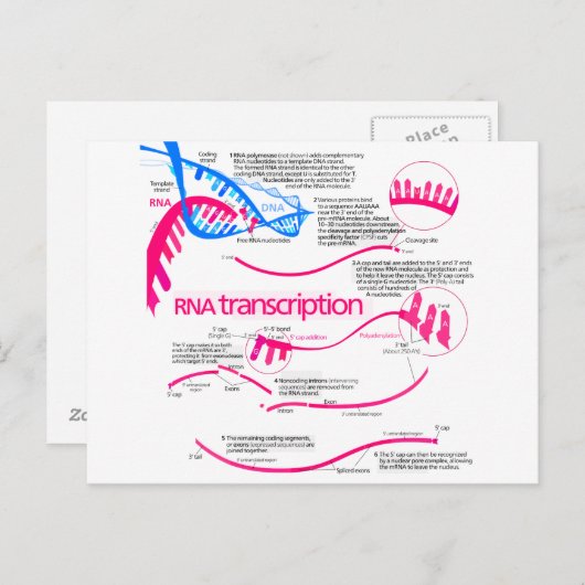Carte Postale Comment l'ARNm est créé dans un diagramme nucléus (Devant / Derrière)