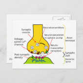 Carte Postale Comment les signaux nerveux sont envoyés avec le d (Devant / Derrière)