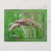 Carte postale Comment l'herbe pousse (Devant)