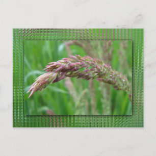 Carte postale Comment l'herbe pousse