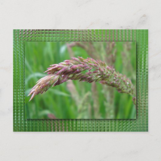 Carte postale Comment l'herbe pousse (Devant)