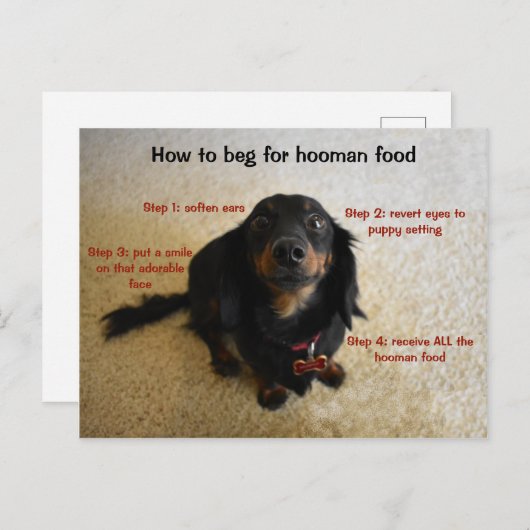 Carte Postale Comment mendier Chien drôle (Devant / Derrière)