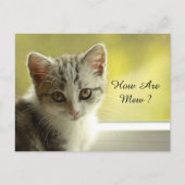 Carte Postale Comment vont Mew Kitten (Devant)