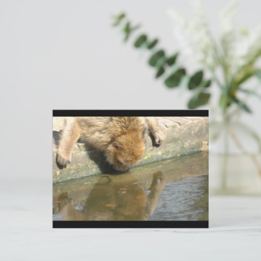 Carte Postale Commerce de singes (Debout devant)