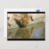 Carte Postale Commerce de singes (Devant / Derrière)