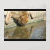 Carte Postale Commerce de singes (Devant)