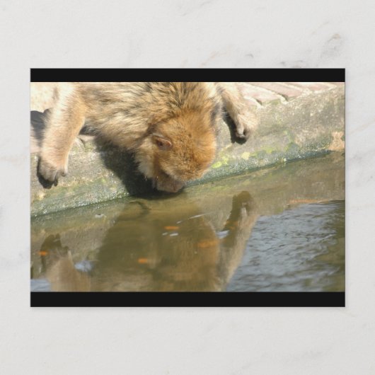 Carte Postale Commerce de singes (Devant)