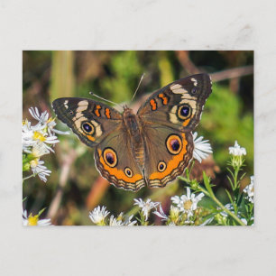 Carte Postale Common Buckeye Butterfly Postcard