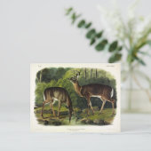 Carte Postale Common Deer (Debout devant)