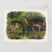 Carte Postale Common Deer (Devant)