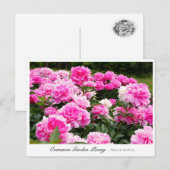 Carte Postale Common Garden Peony (Devant / Derrière)