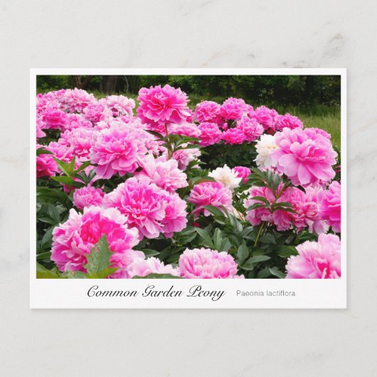 Carte Postale Common Garden Peony (Devant)