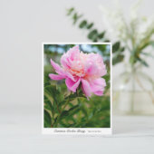 Carte Postale Common Garden Peony (Debout devant)