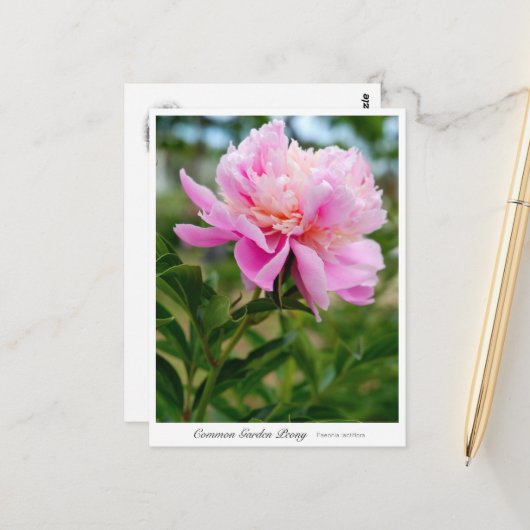 Carte Postale Common Garden Peony (Devant/Arrière en situation)