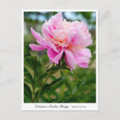 Carte Postale Common Garden Peony (Devant)