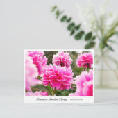 Carte Postale Common Garden Peony (Debout devant)