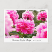 Carte Postale Common Garden Peony (Devant)