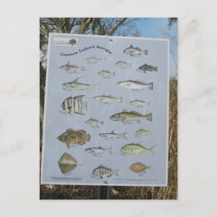 Carte Postale common inshore coastal fish of Georgia's