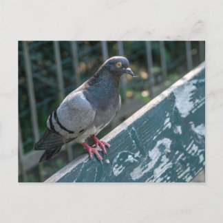 Carte Postale Common Pigeon Perched on a Wooden Bench in the Par