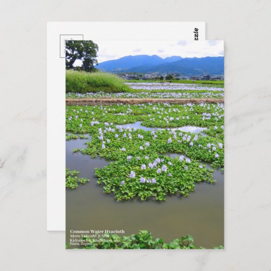 Carte Postale Common Water Hyacinth：Postcard (Devant / Derrière)