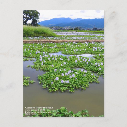 Carte Postale Common Water Hyacinth:Postcard (Devant)