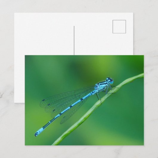 Carte postale commune Blue Damselfly (Devant / Derrière)