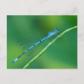 Carte postale commune Blue Damselfly (Devant)