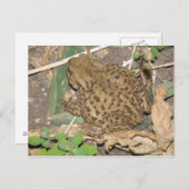 Carte postale commune européenne (Devant / Derrière)