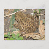 Carte postale commune européenne (Devant)