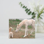 Carte Postale Compagnons Cremello (Debout devant)
