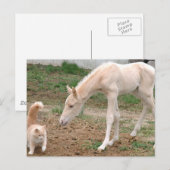 Carte Postale Compagnons Cremello (Devant / Derrière)