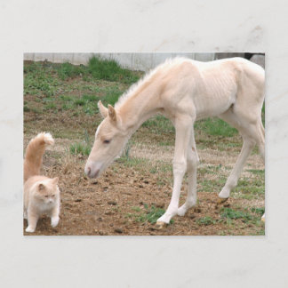 Carte Postale Compagnons Cremello
