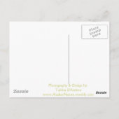 Carte Postale Compagnons loyaux d'Iditarod (Dos)