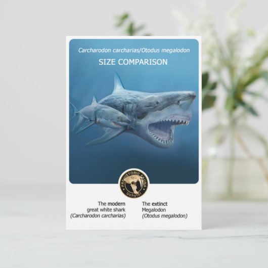 Carte postale Comparaison des tailles (Megalodon+r (Debout devant)