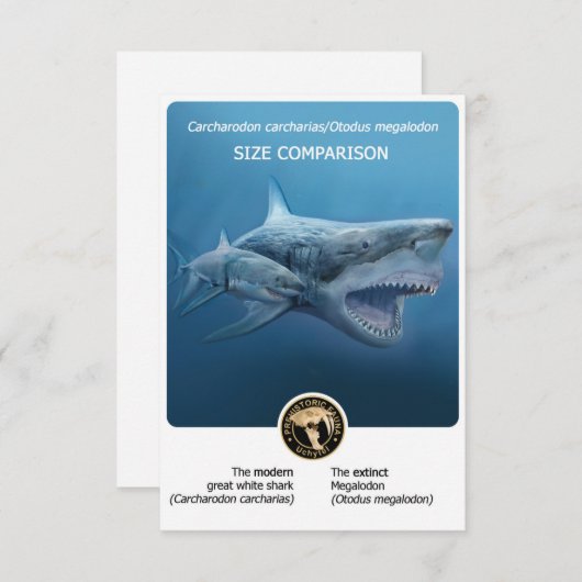 Carte postale Comparaison des tailles (Megalodon+r (Devant / Derrière)