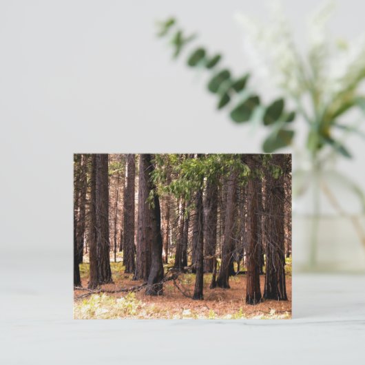 Carte Postale Compassion (Debout devant)