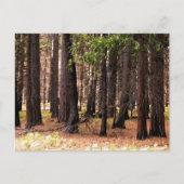 Carte Postale Compassion (Devant)