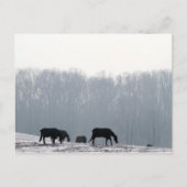 Carte Postale Comté de Chester, Pa (Devant)